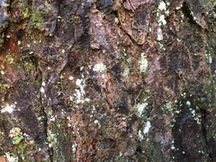 Arthonia kermesina