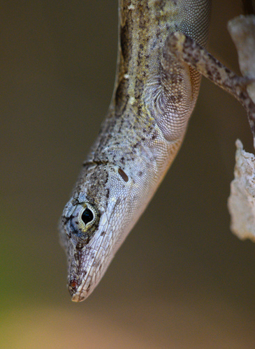 Cayman Brac Anole