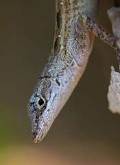 Cayman Brac Anole