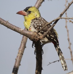 Trachyphonus margaritatus