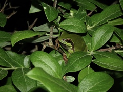 Hyla andersonii
