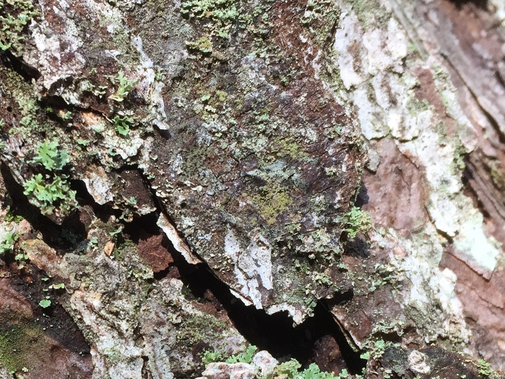 Bacidia lobarica