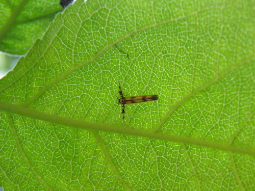 Alksninė margoji kandis