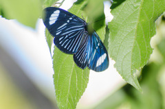 Hypocrita fenestraria