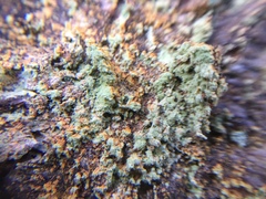 Andreiomyces morozianus