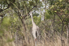 Giraffa camelopardalis antiquorum
