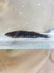 Percina nigrofasciata