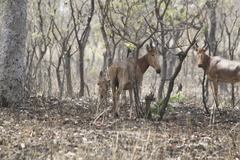 Alcelaphus buselaphus major
