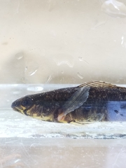 Percina nigrofasciata