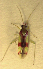 Zanchius rubicrux