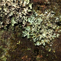 Hypotrachyna prolongata