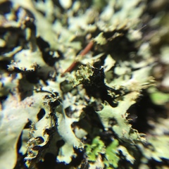 Hypotrachyna prolongata