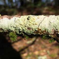 Lecanora masana