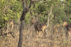 Alcelaphus buselaphus major