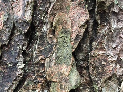Arthonia cupressina