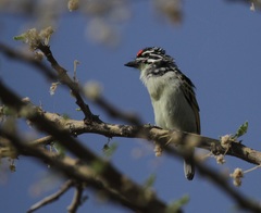 Pogoniulus pusillus