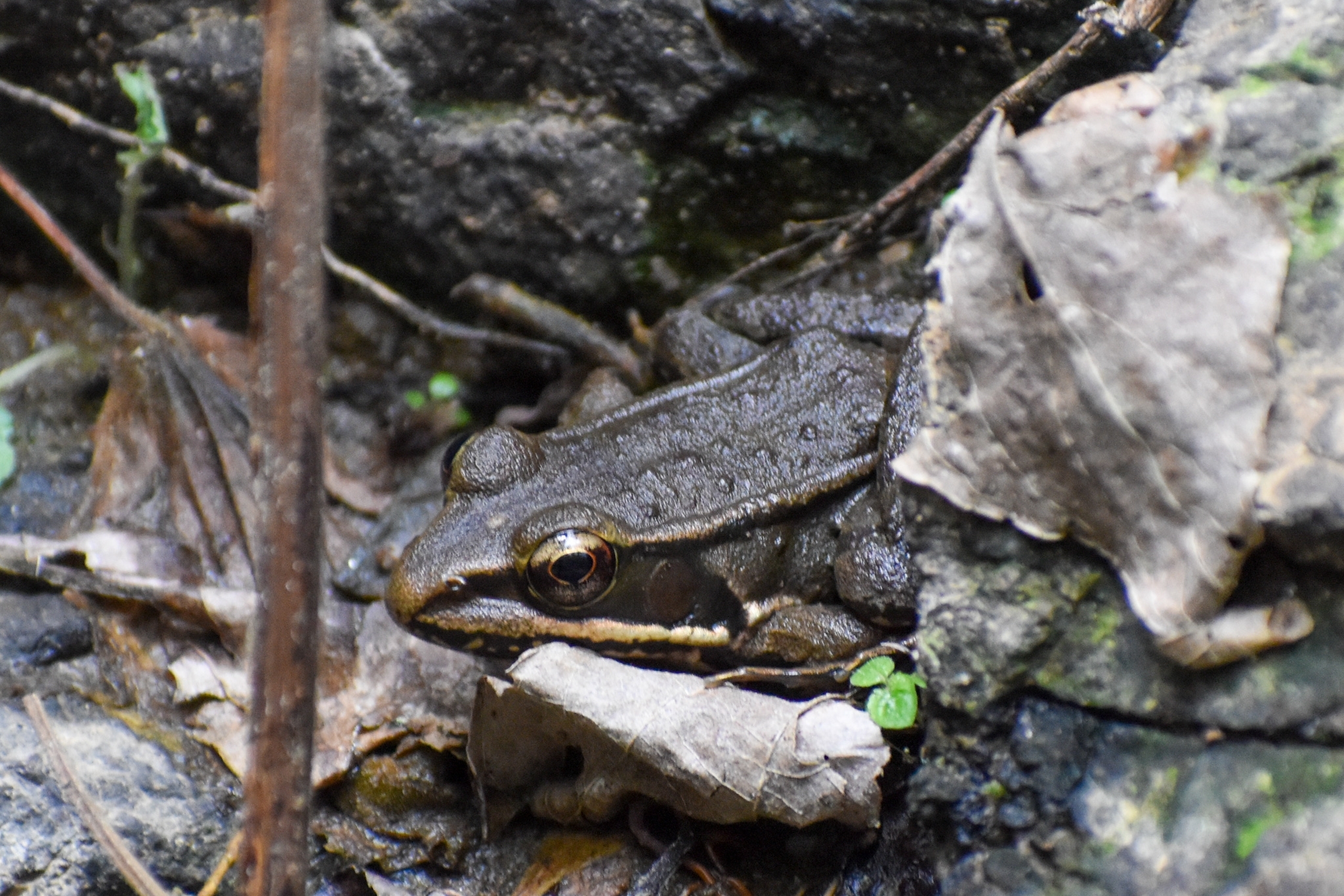 Lithobates maculatus (Brocchi, 1877)