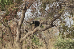 Bucorvus abyssinicus