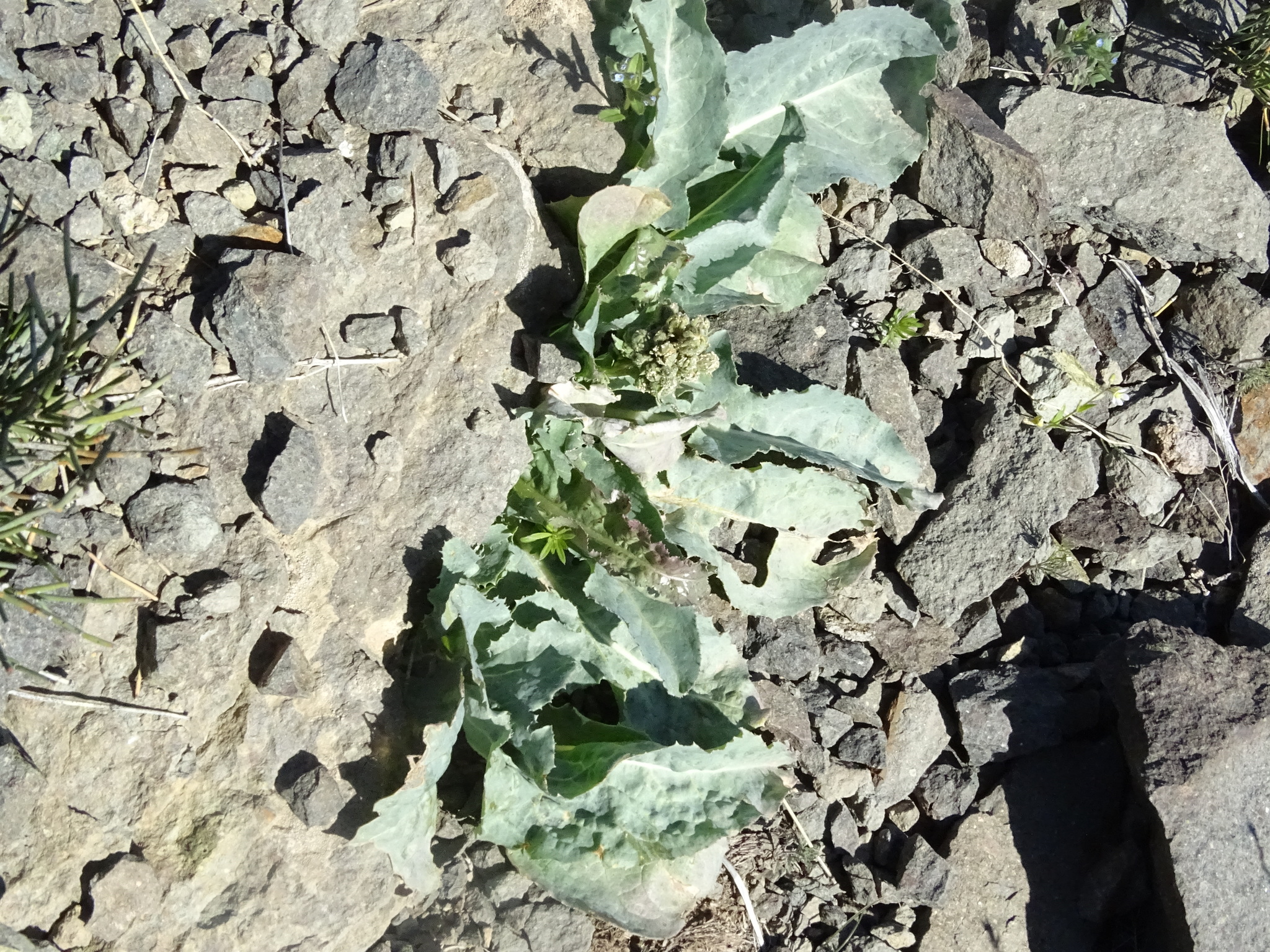 Cicerbita crassicaulis