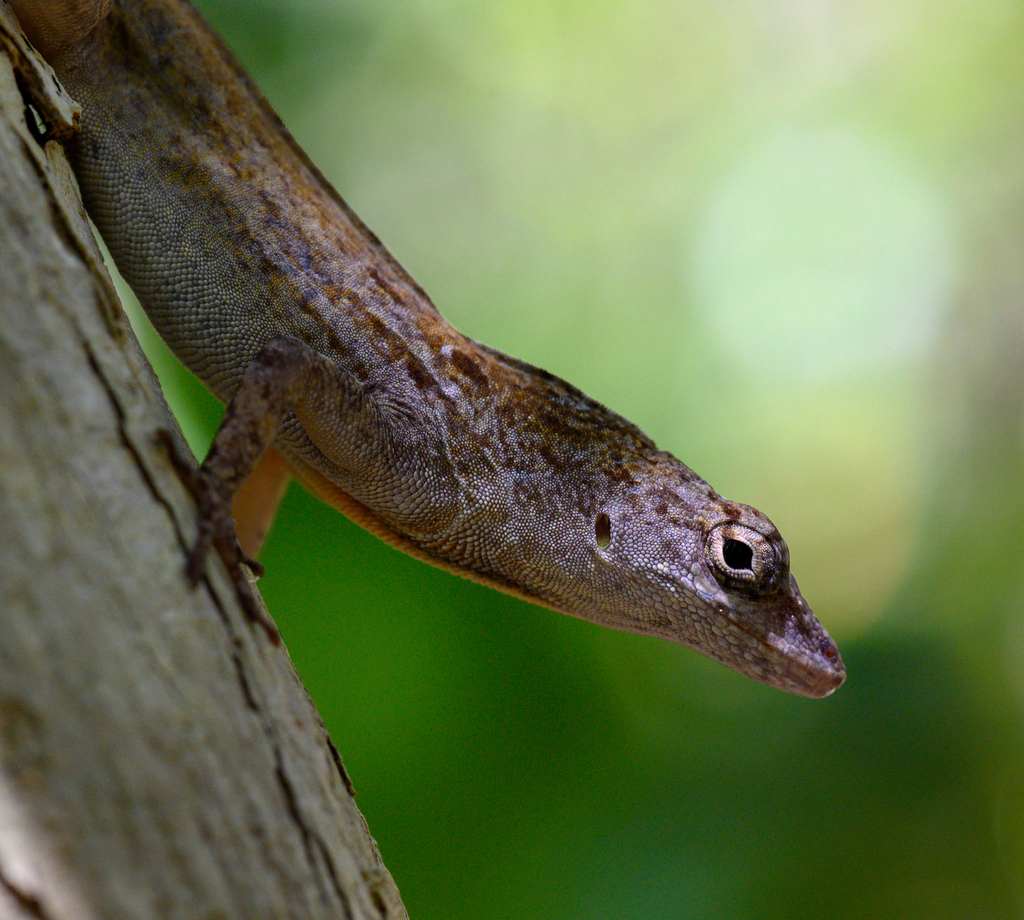 Cayman Brac Anole