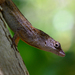 Cayman Brac Anole - Photo (c) Nick Ebanks, some rights reserved (CC BY-NC), uploaded by Nick Ebanks
