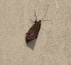 Oligostomis pardalis