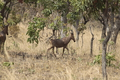 Alcelaphus buselaphus major