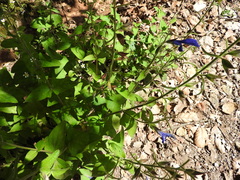 Salvia patens