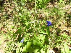 Salvia patens