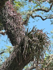 Lepismium cruciforme
