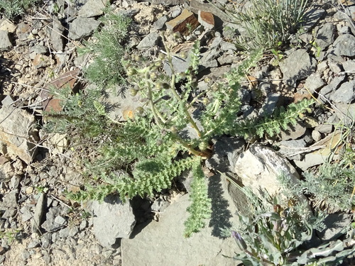 Image of Biebersteinia multifida by (c) Alexander Dubynin, some rights reserved (CC BY)