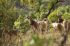 Alcelaphus buselaphus major