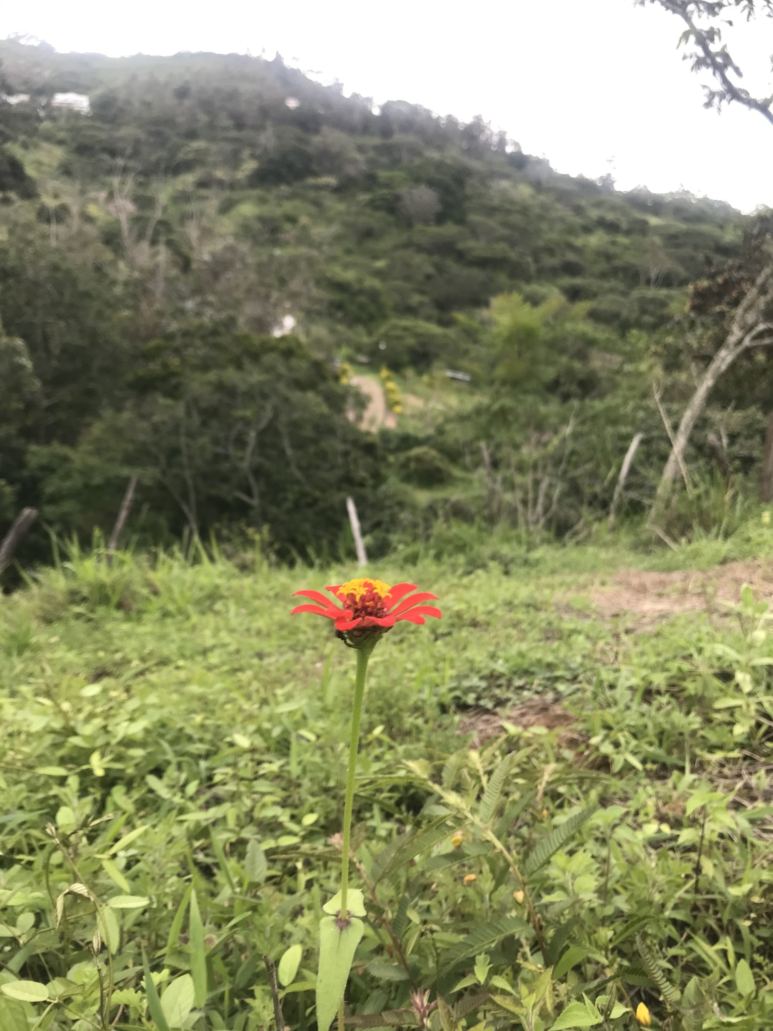 Zinnia image