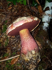 Rubroboletus pulcherrimus