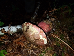 Rubroboletus pulcherrimus