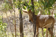 Alcelaphus buselaphus major
