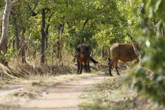 Syncerus caffer nanus