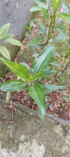 Baccharis latifolia