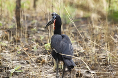 Bucorvus abyssinicus