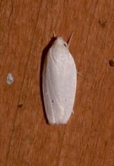 Antaeotricha albulella