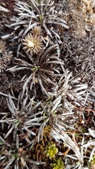 Celmisia laricifolia