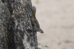 Heliosciurus gambianus