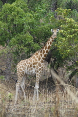 Giraffa camelopardalis antiquorum