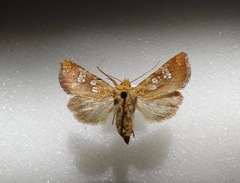 Hydroeciodes serrata