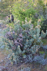 Arctostaphylos hooveri