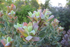 Arctostaphylos hooveri