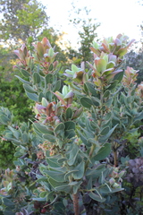 Arctostaphylos hooveri