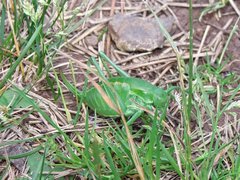 Polysarcus denticauda