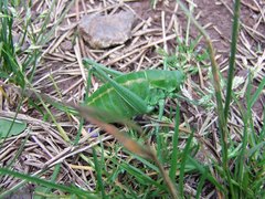 Polysarcus denticauda