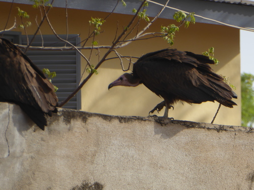 Hooded Vulture